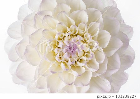 Close-up of a white dahlia with a delicate purple hue on a white background. Close-up of a white dahlia with a delicate purple hue on a white background. 131238227