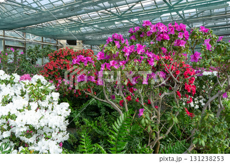 Azalea bud flower. Rhododendron plant in garden Azalea bud flower. Rhododendron plant in garden 131238253