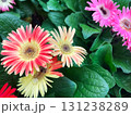赤から黄色へとグラデーションするガーベラの花をクローズアップで撮影 131238289