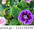 紫色のグロキシニアの花と淡いピンクのつぼみを緑の葉とともに撮影 131238290