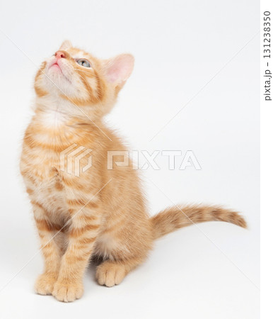 Looking up small orange kitty 131238350