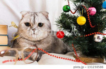 Interested gray cat lying near open book and Christmas tree 131238586