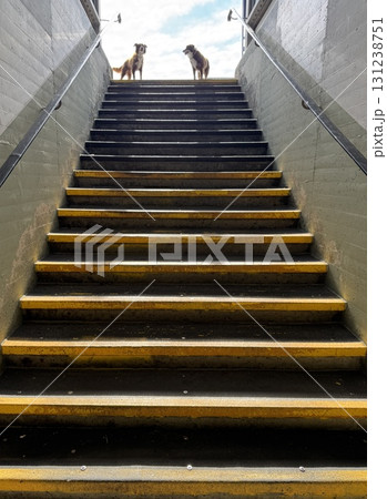 Two dogs stand together joyfully at the top of the stairs, enjoying a breathtaking scenic view Two dogs stand together joyfully at the top of the stairs, enjoying a breathtaking scenic view 131238751