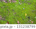 苔と落ち葉 131238799