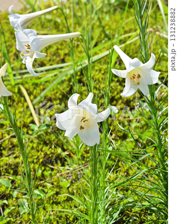 タカサゴユリ 131238882