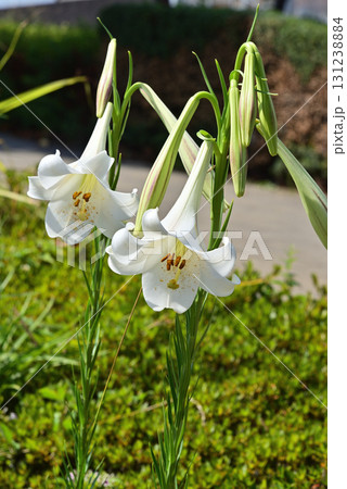 タカサゴユリ タカサゴユリ 131238884