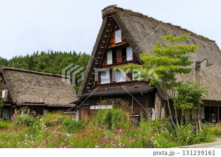 白川郷の合掌造りと咲き誇るコスモスの風景 131239161