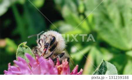 Bumblebee is actively pollinating a wildflower in a lush meadow 131239188