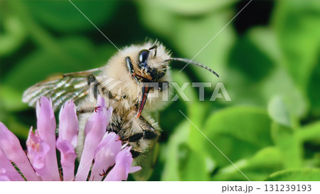 Bumblebee is actively pollinating a wildflower in a lush meadow 131239193