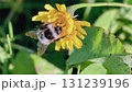 Bumblebee is actively pollinating a wildflower in a lush meadow 131239196