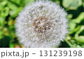 A close-up of a fluffy white dandelion seed head 131239198