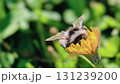 Bumblebee is actively pollinating a wildflower in a lush meadow 131239200