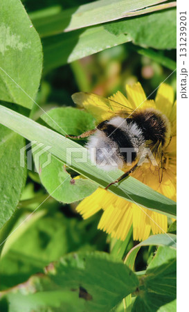 Bumblebee is actively pollinating a wildflower in a lush meadow Bumblebee is actively pollinating a wildflower in a lush meadow 131239201