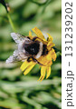 Bumblebee is actively pollinating a wildflower in a lush meadow 131239202