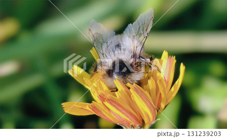 Bumblebee is actively pollinating a wildflower in a lush meadow 131239203