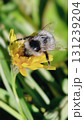 Bumblebee is actively pollinating a wildflower in a lush meadow 131239204