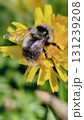 Bumblebee is actively pollinating a wildflower in a lush meadow 131239208