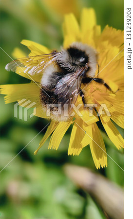 Bumblebee is actively pollinating a wildflower in a lush meadow 131239208