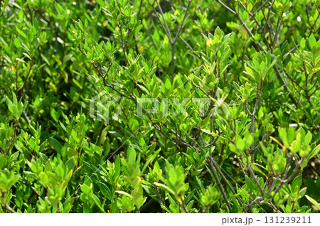 べにほまれ（ツツジ科）日本初の紅茶専用品種 131239211