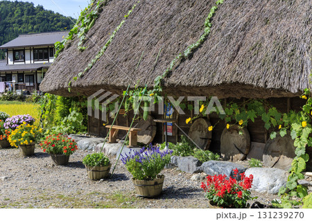 白川郷の合掌造りと茅葺き屋根に絡むヘチマと色鮮やかな花々の風景 131239270