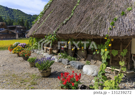 白川郷の合掌造りと茅葺き屋根に絡むヘチマと色鮮やかな花々の風景 131239272