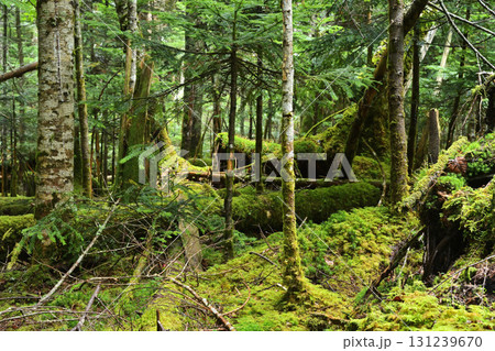 深い森の中 深い森の中 131239670