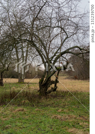 A picture of a winter bare tree in Scandinavia. December in southern Sweden 131239700