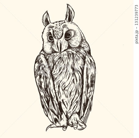 Hand drawn vector long-eared owl Hand drawn vector long-eared owl 131239773