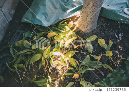 Japanese Gardener 131239786