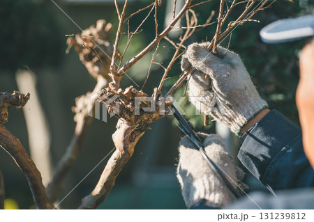Japanese Gardener 131239812