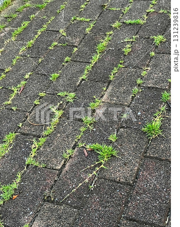 古い石畳 古い石畳 131239816