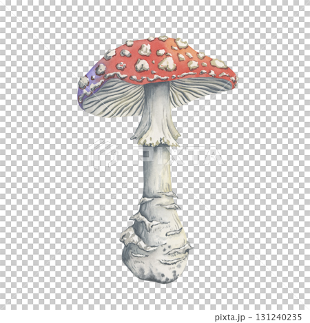 Watercolor illustration of a fly agaric with a picturesque cap and stem in pastel colors. Hand-painted amanita mushroom. Perfect for mugs, textiles, calendars, whimsical seasonal crafts 131240235