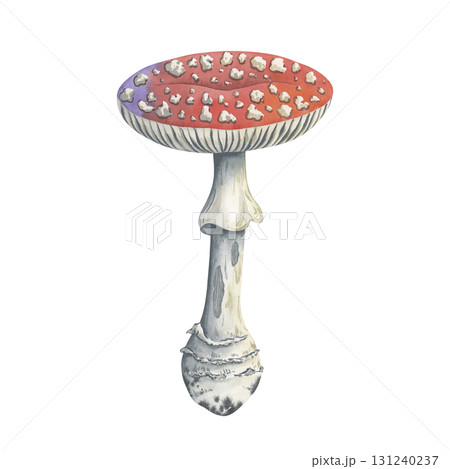 Amanita mushroom for autumn and forest design. Hand drawn fly agaric with red spotted cap and a stem nibbled by beetles. Great for fabric prints, children's books, or autumn themed products Amanita mushroom for autumn and forest design. Hand drawn fly agaric with red spotted cap and a stem nibbled by beetles. Great for fabric prints, children's books, or autumn themed products 131240237