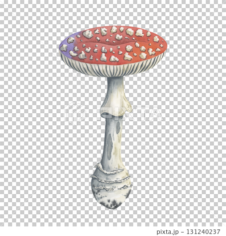 Amanita mushroom for autumn and forest design. Hand drawn fly agaric with red spotted cap and a stem nibbled by beetles. Great for fabric prints, children's books, or autumn themed products Amanita mushroom for autumn and forest design. Hand drawn fly agaric with red spotted cap and a stem nibbled by beetles. Great for fabric prints, children's books, or autumn themed products 131240237