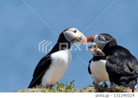 カラフルなクチバシを開いたニシツノメドリ 131240324