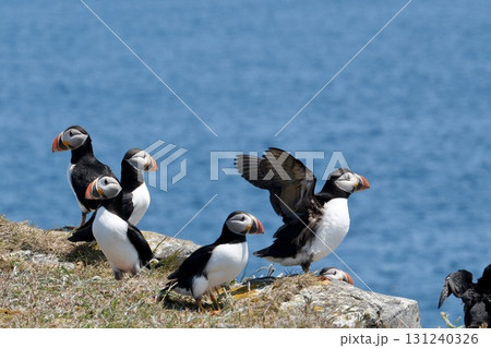孤島の崖に立つパフィン 131240326