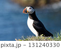 西角目鳥の角のような目尻とカラフルな嘴 131240330