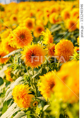 向日葵 向日葵 131240346