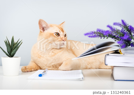 A Burmese cat with books and a notebook on the table is a smart pet at home. 131240361