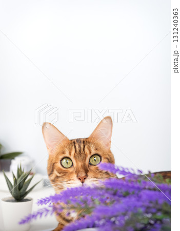 A playful Bengal cat peeks out from behind a lavender branch. 131240363