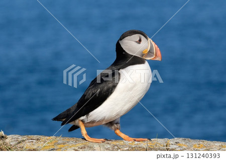 少女漫画のような目をしたニシツノメドリ 131240393