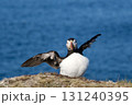 海を背景に翼を広げてくつろぐパフィン 131240395