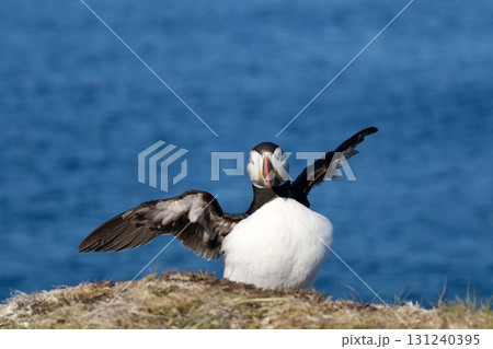 海を背景に翼を広げてくつろぐパフィン 131240395