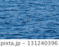 海面に浮かぶ無数のAtlantic Puffin 131240396