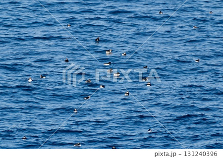 海面に浮かぶ無数のAtlantic Puffin 131240396