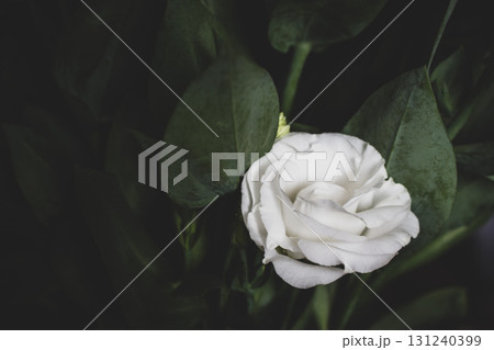 White roses on dark green background. Street garden flowers. White rose bud. Love and romance concept. Garden roses, close up. Rose garden in bloom. Single white flower. 131240399