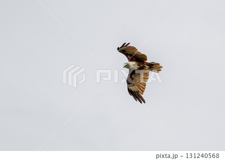The Red eagle fly on the sky in nature at thailand The Red eagle fly on the sky in nature at thailand 131240568