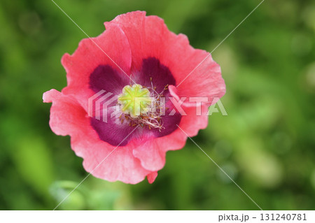 Poppy   (Papaver orientale) 131240781