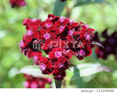 Dianthus barbatus (Dianthus barbatus) Dianthus barbatus (Dianthus barbatus) 131240890