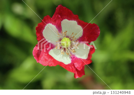 Poppy   (Papaver orientale) 131240948